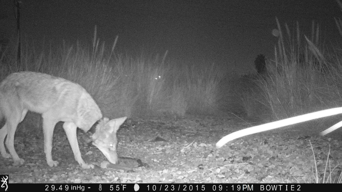 In this photo shot by a motion-triggered camera trap, C-146 is seen near the Los Angeles river in Northeast L.A. on the night of October 23, 2015.