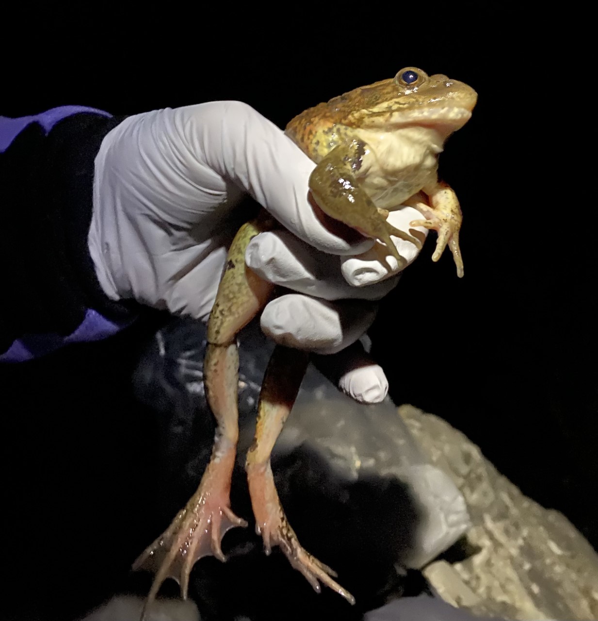 A California red-legged frog found in the spring of 2021 by biologists in the Santa Monica Mountains.