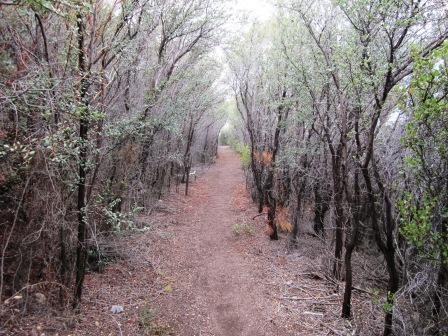 Chaparral in the Santa Monica Mountains grows over your head along the high trails in the park.