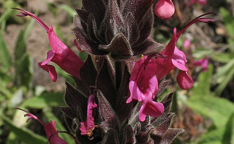 Crimson Pitcher Sage