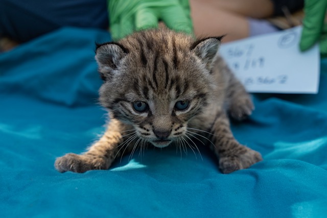 Bobcat 362 Gives Birth to a Litter of Kittens - 3 Girls, 1 Boy