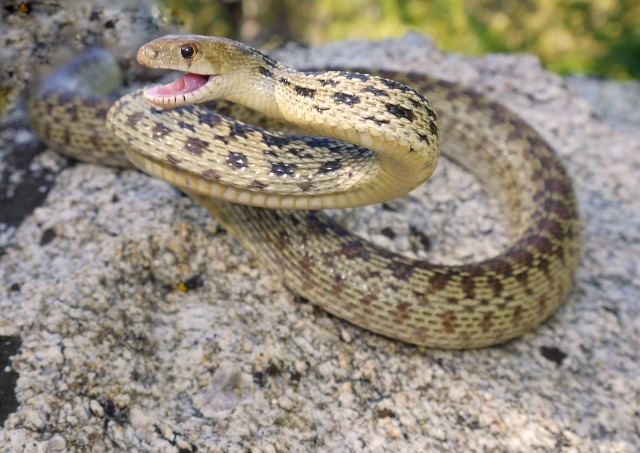 GopherSnake