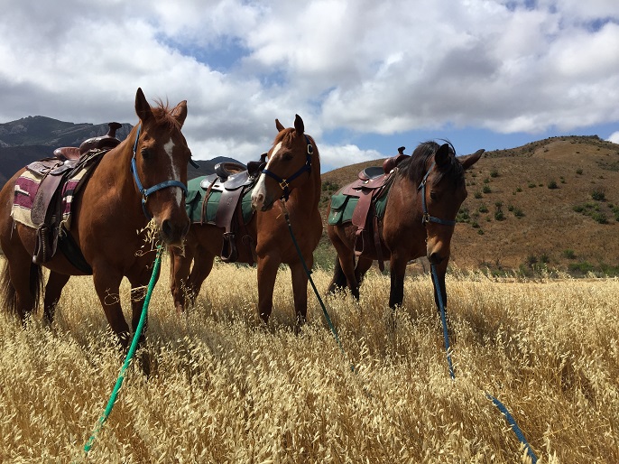 The three NPS horses side by side