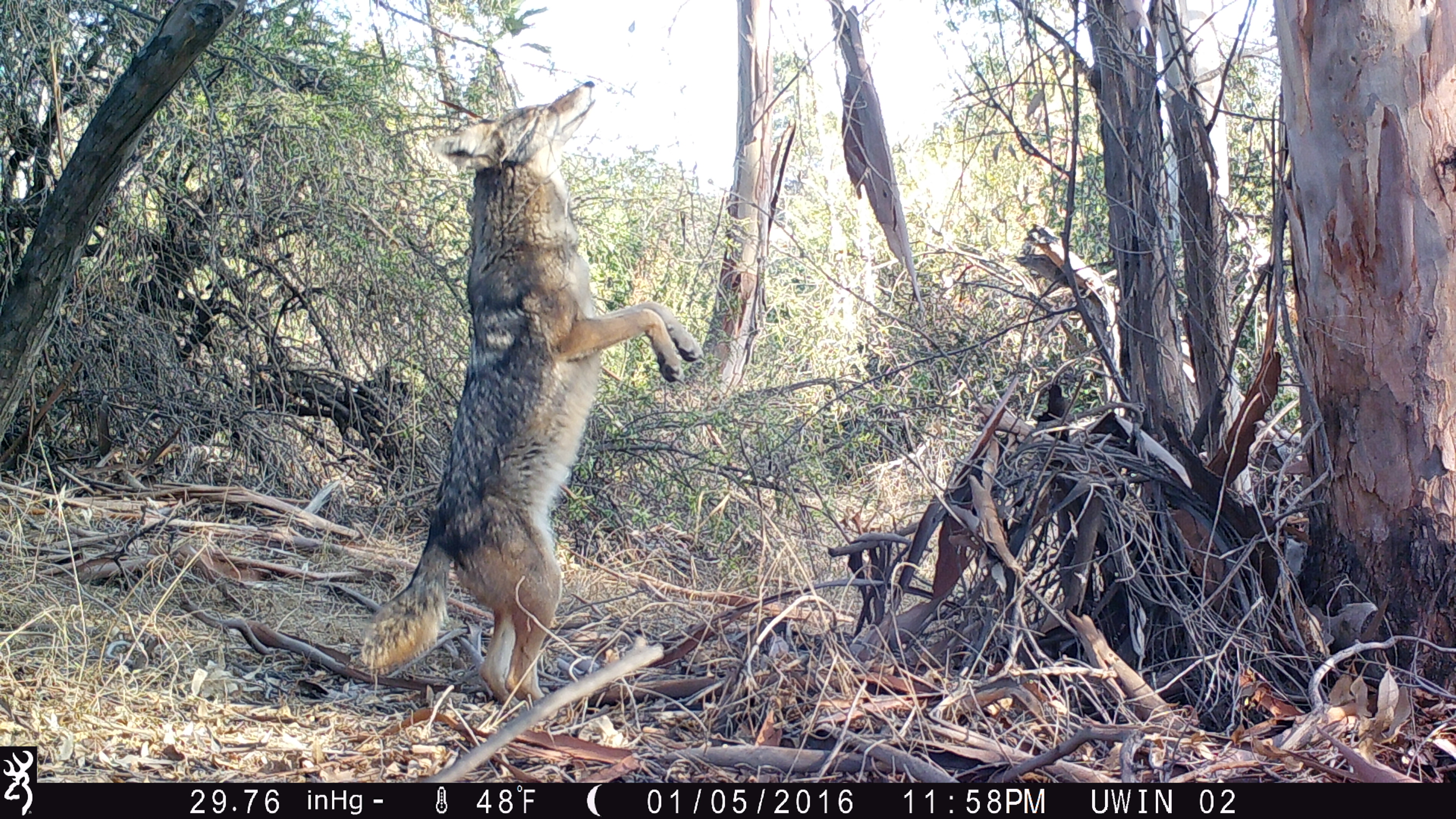 Coyote near the LA River