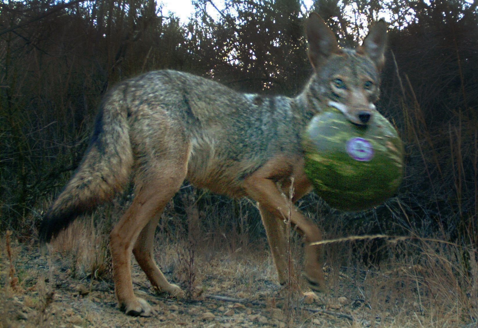 Coyote captured on a trail camera with a watermelon in its mouth.