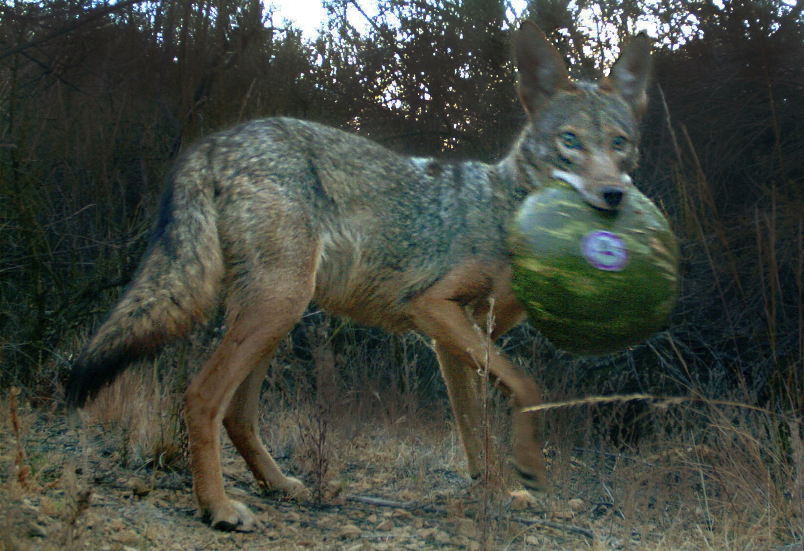 Do Coyotes Eat Corn 