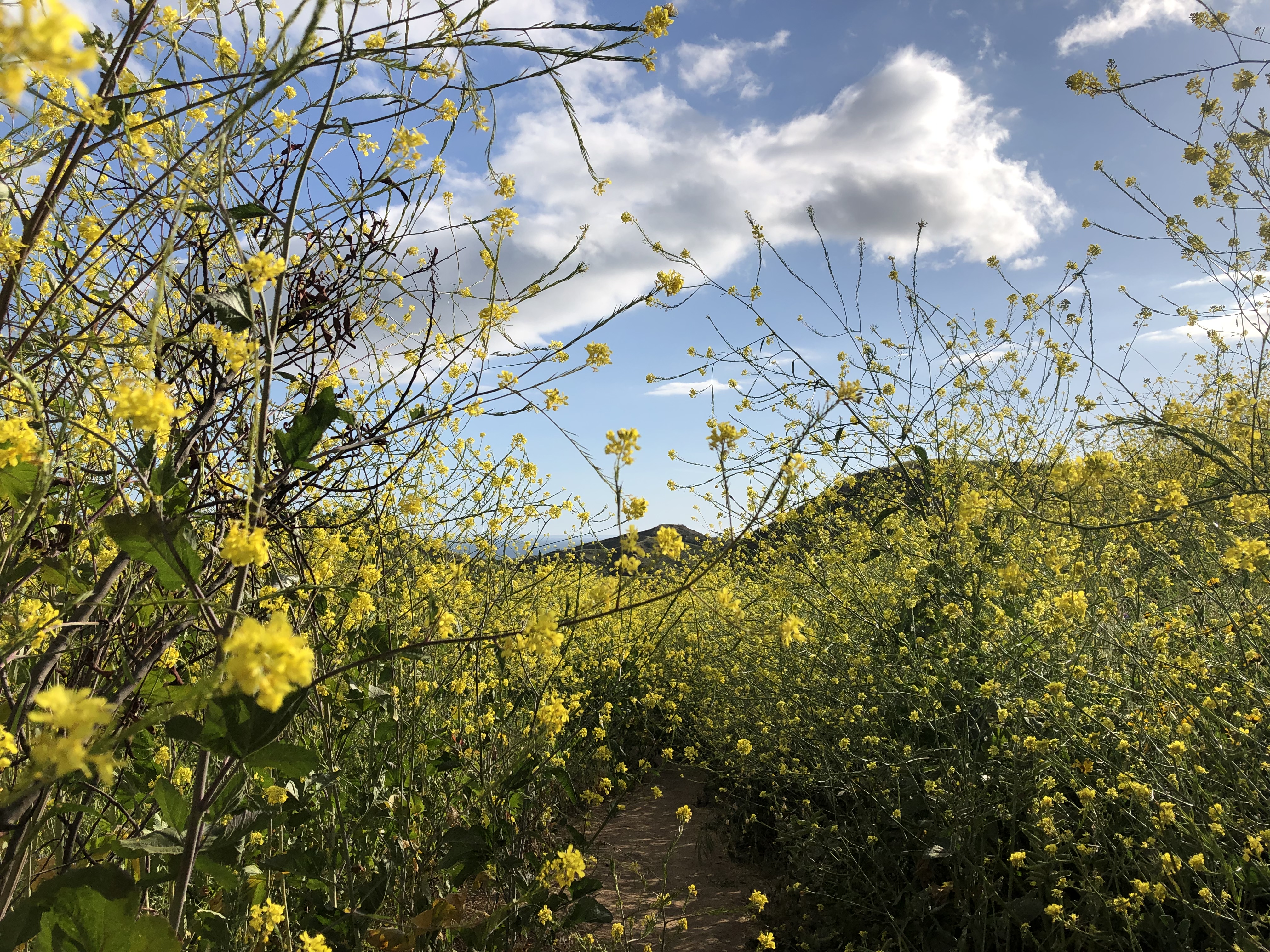 Mustard fields at Solstice