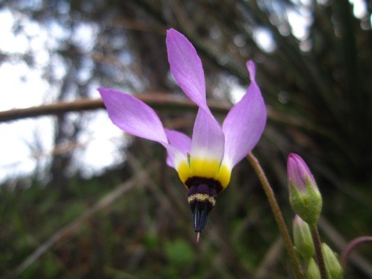 Shooting Star in bloom.