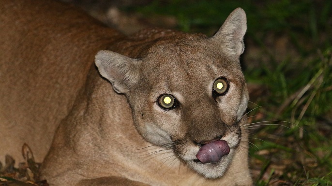 Verdugos mountain lion known as P-41.