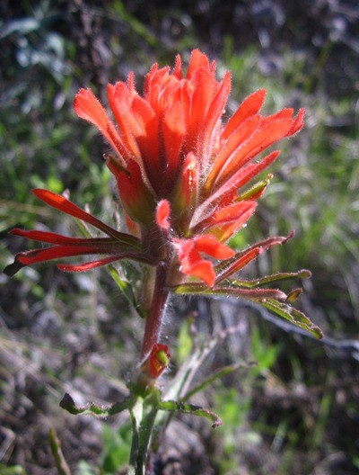 Indian Paintbrush.