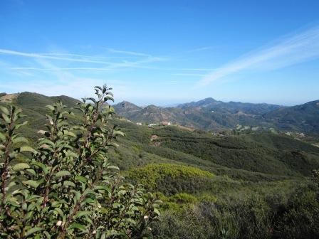 Chaparral can be experienced along the high ridges of the Backbone Trail