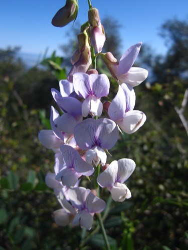 Wild Sweet Pea