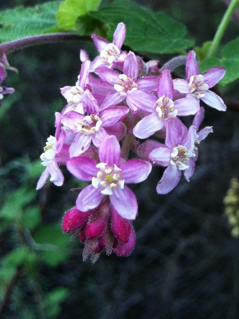 Chapparal Currant