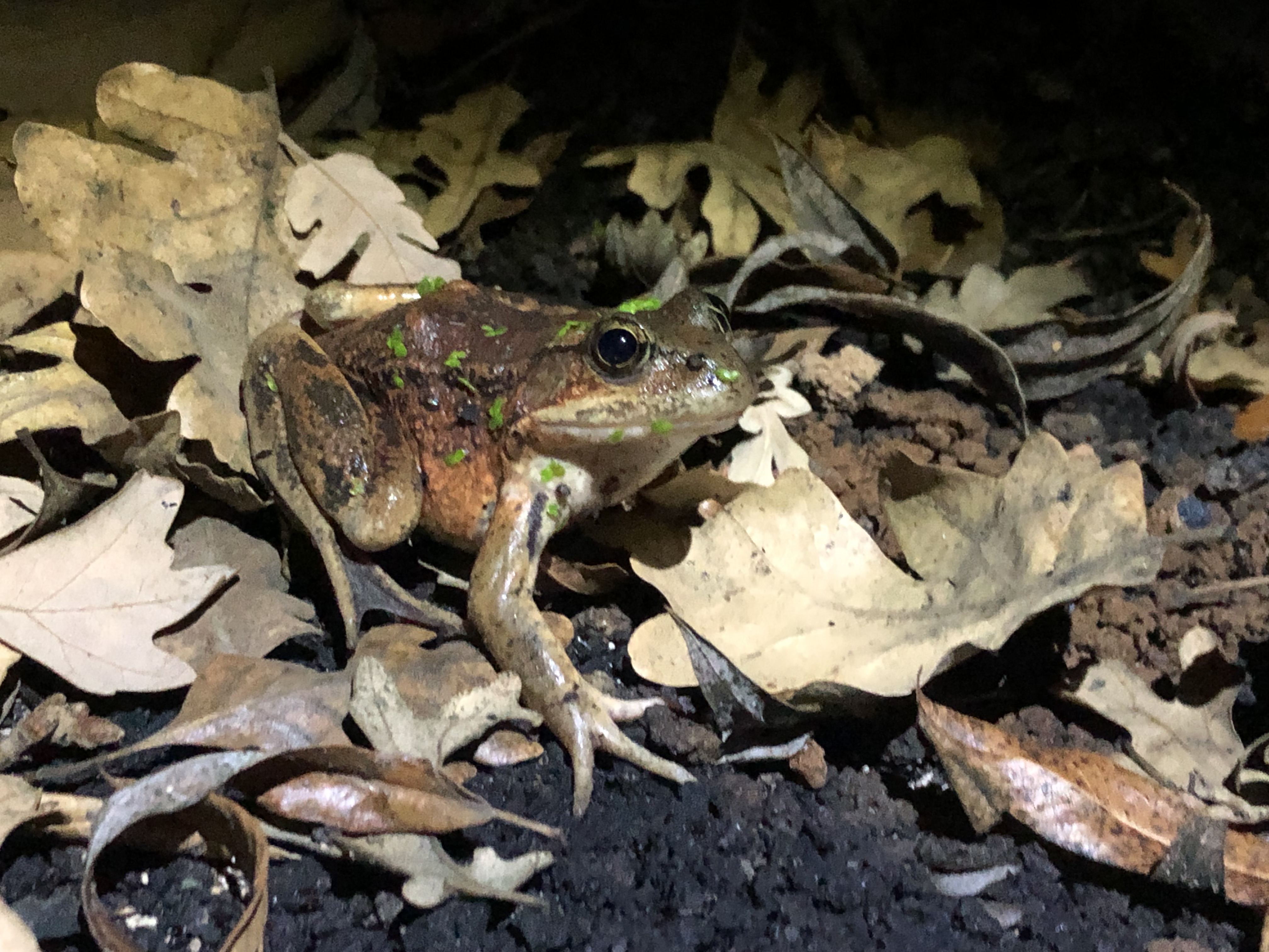 IMG_2857 California red-legged frog after Woolsey Fire