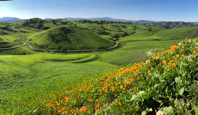 WildflowerWatch2019 WildflowerWatch2019