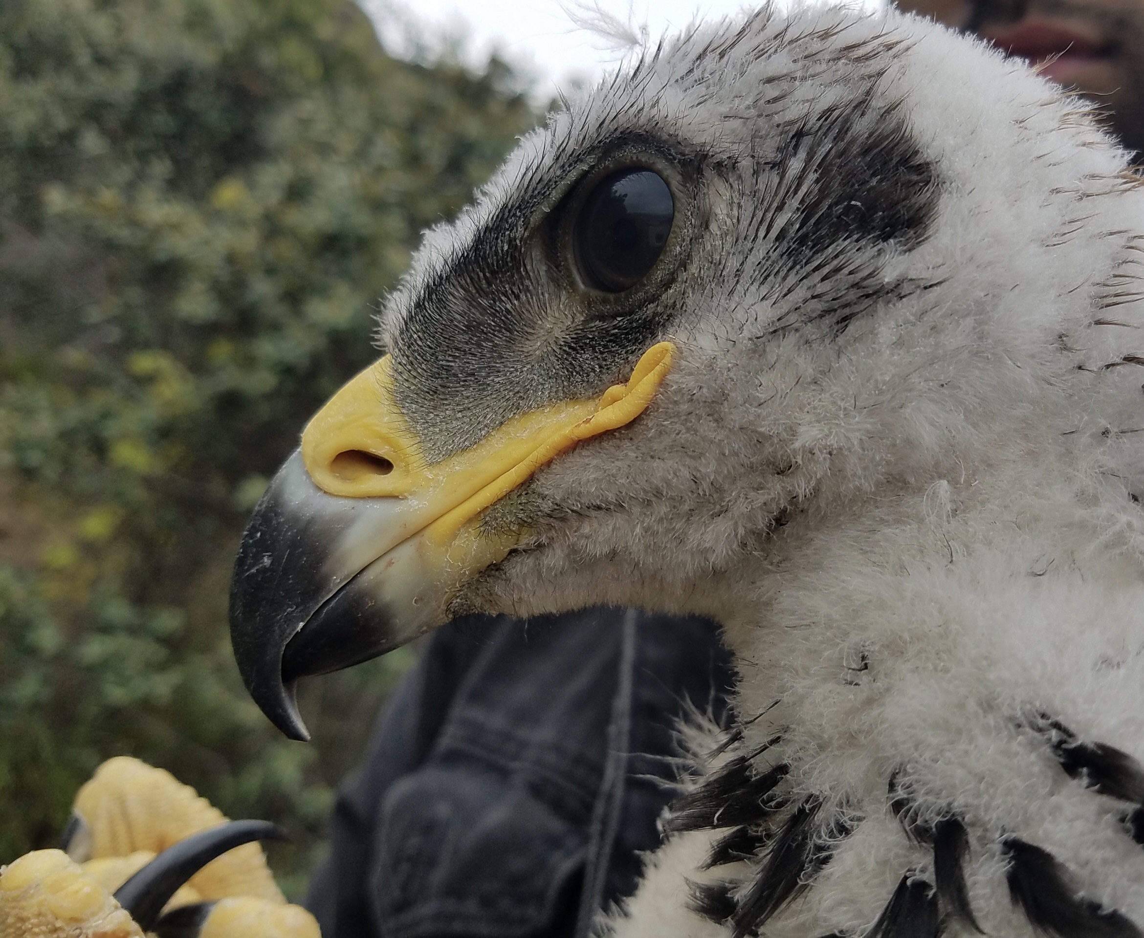 golden eagle chick