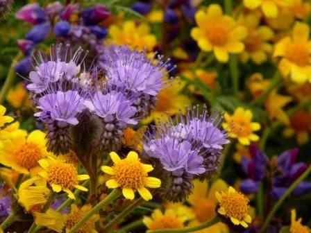K Brighton - Mixed Bouquet