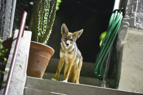 Coyote on porch