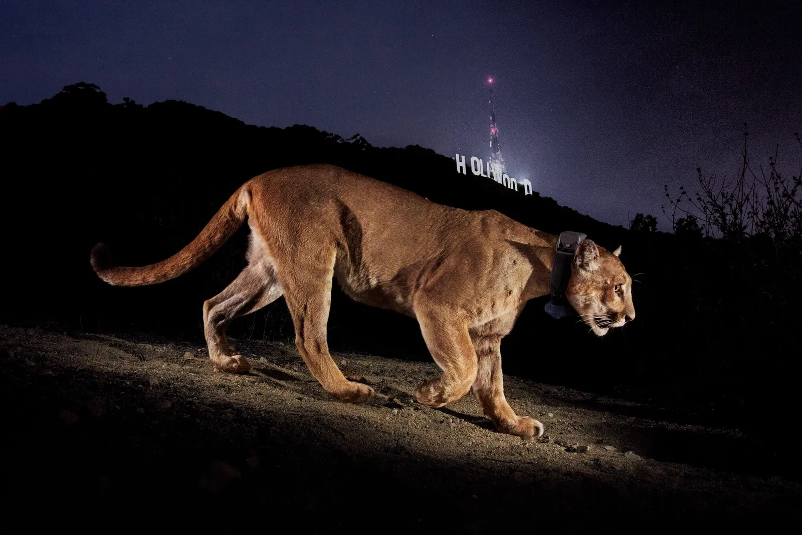 a remote camera trap photo of a mountain lion walking through an area at night with the Hollywood Sign lit up behind it