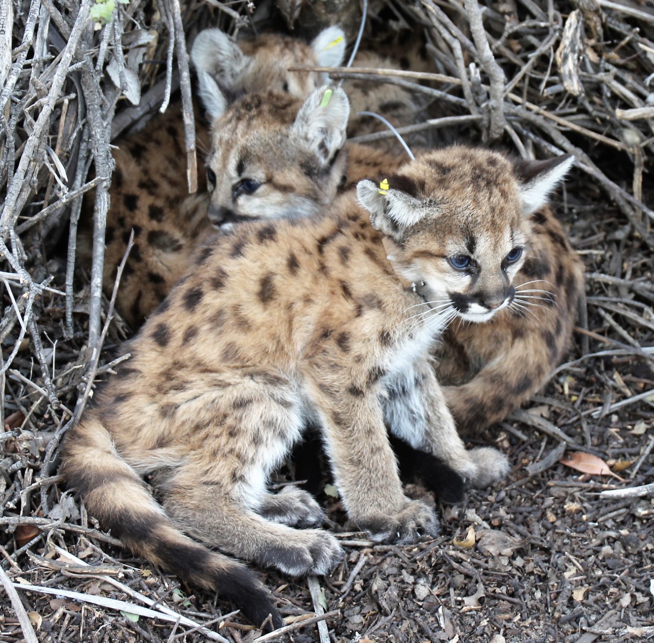 Mountain lion kittens