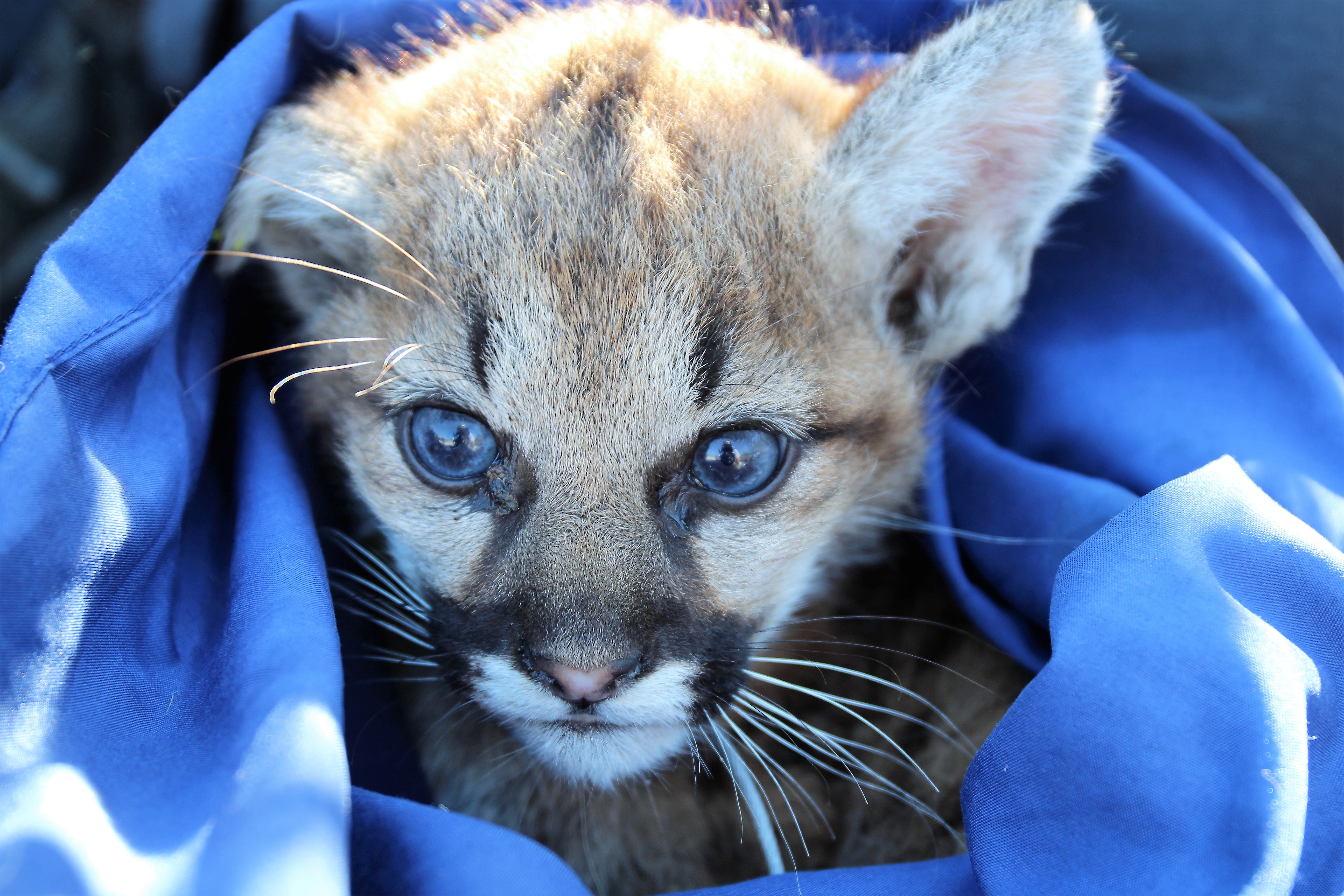P-102 was a six-month old mountain lion kitten. Anticoagulant rodenticide was found in her body.