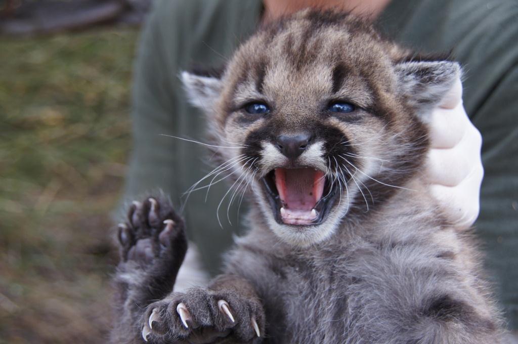 Mountain Lion Kitten
