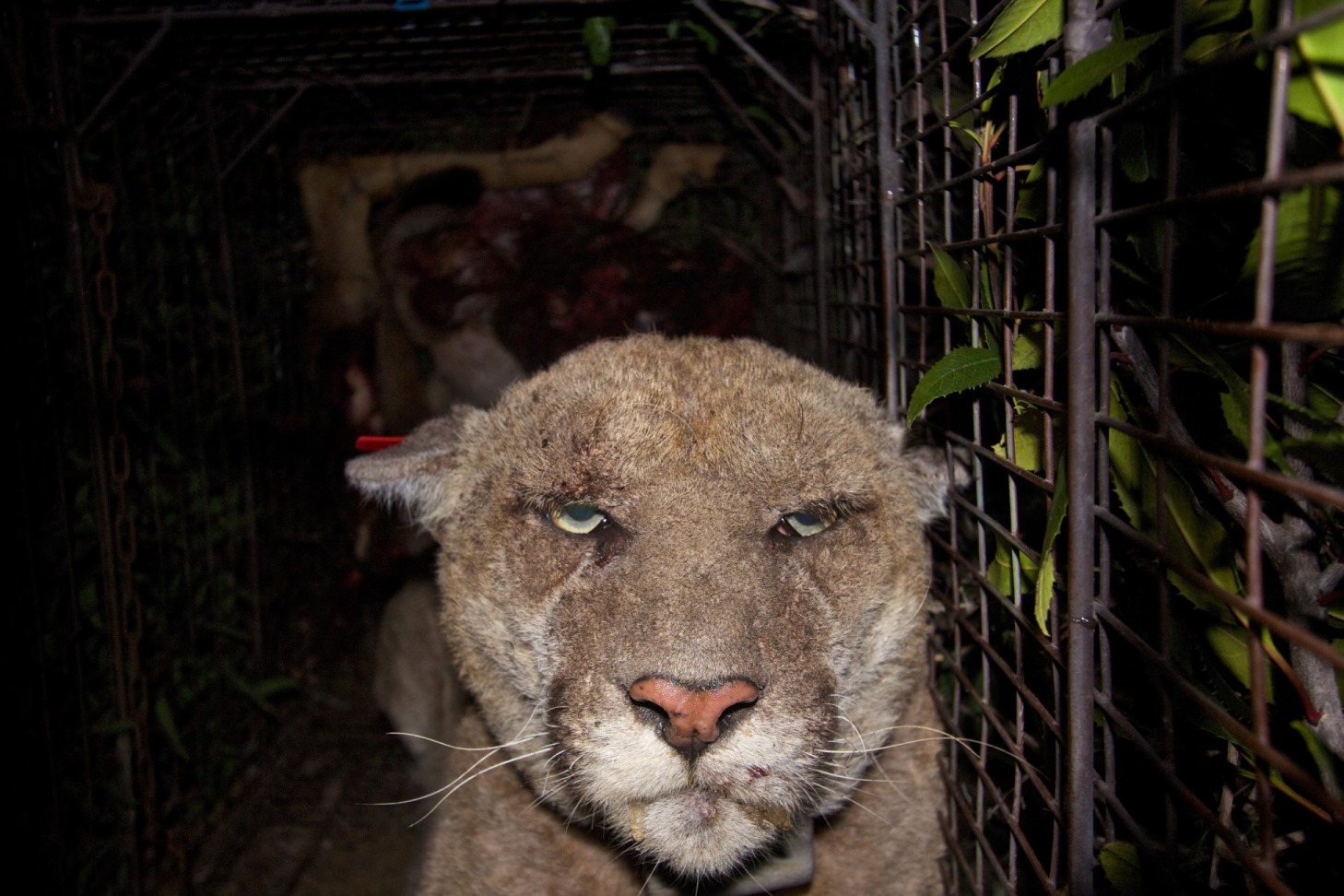 P-22 with mange head shot