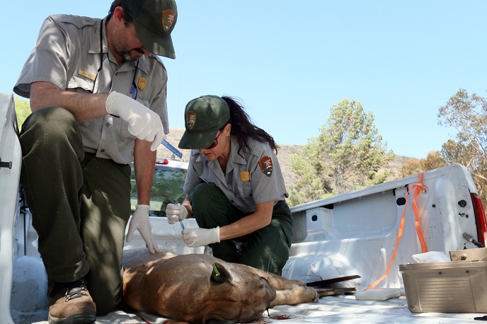 Biologists prepare the animal for necropsy.