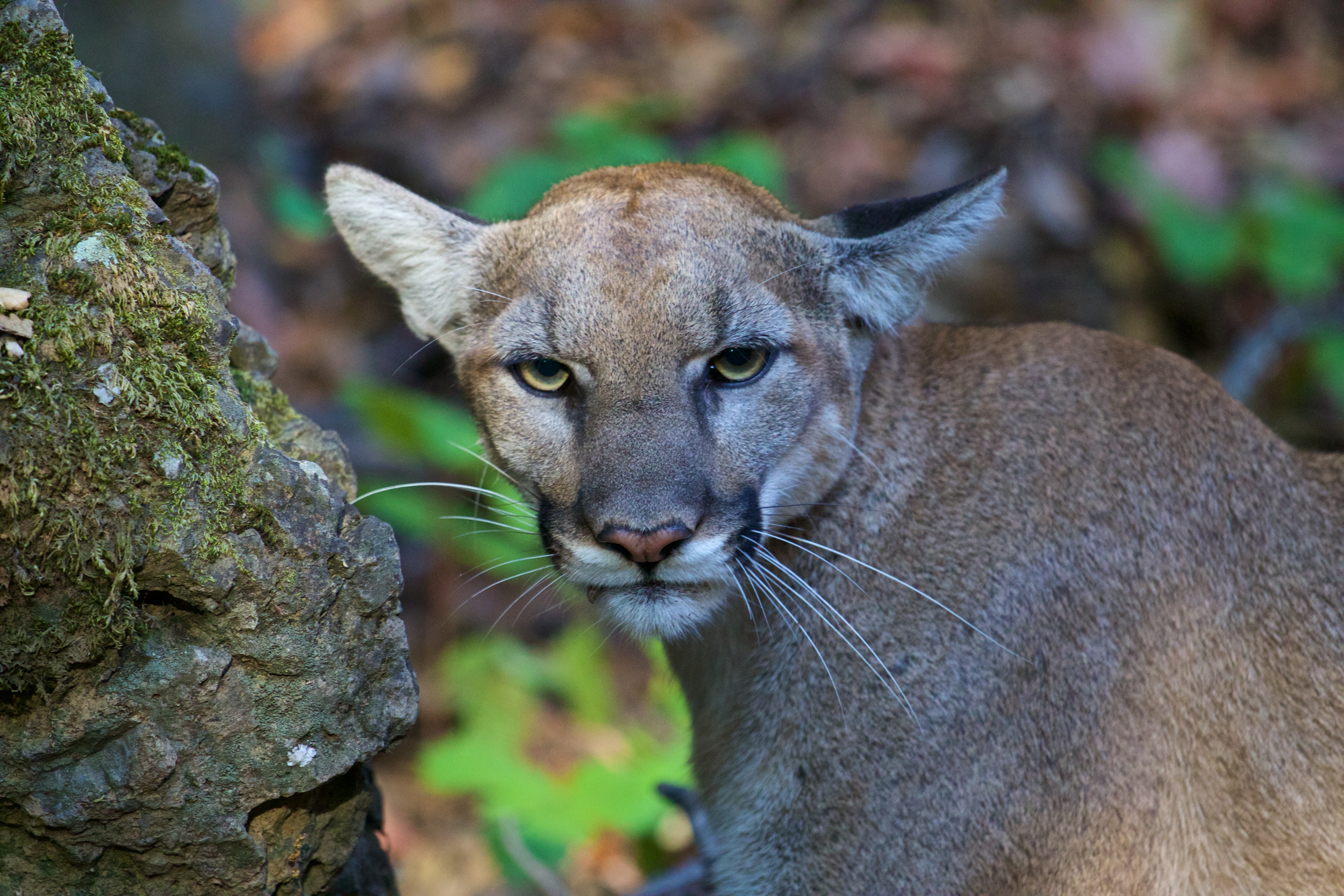 Photo of P-42, a female mountain lion that biologists tracked in the Santa Monica Mountains