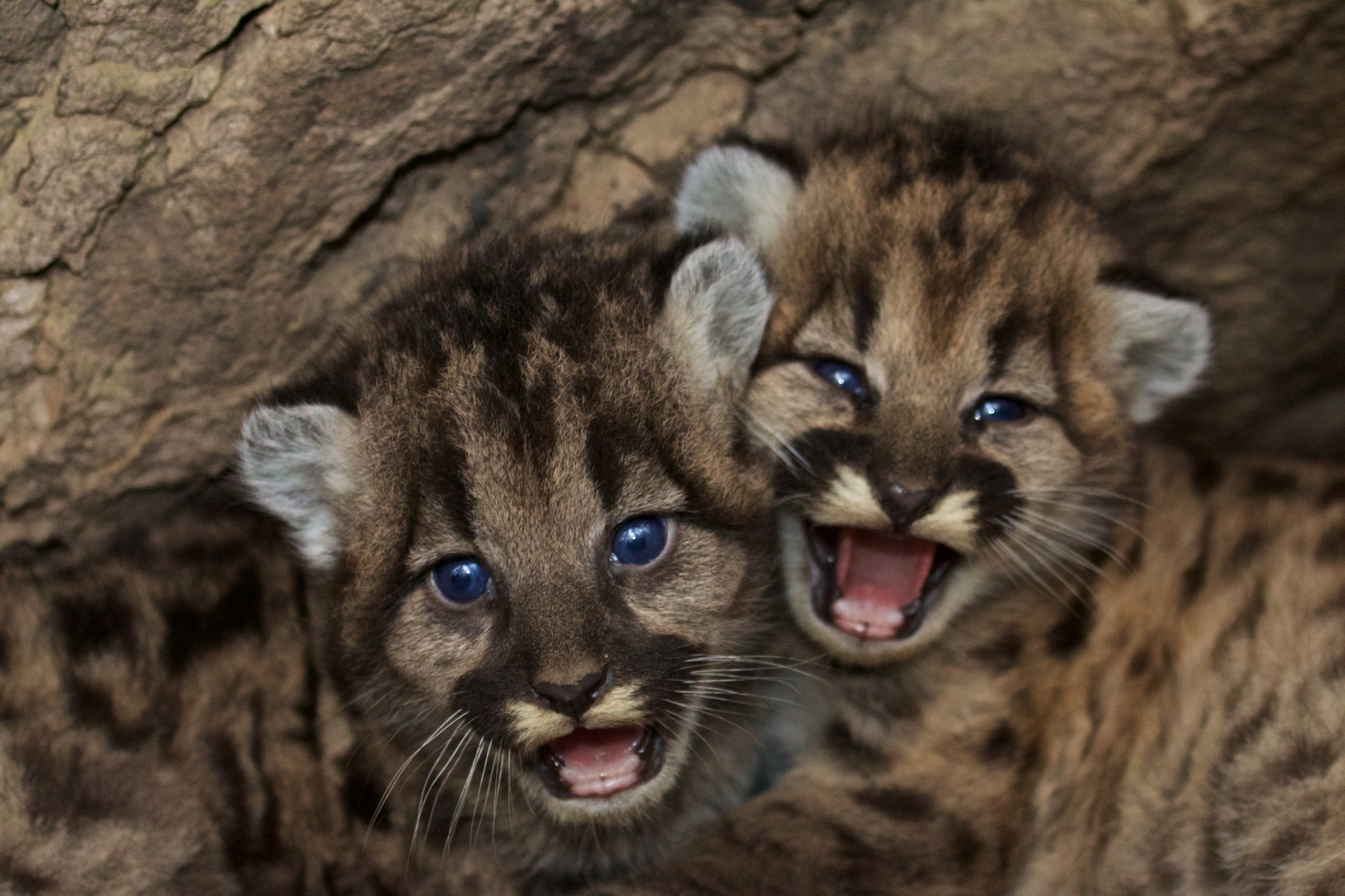 P-46 (female) and P-47 (male) are the newest members of the National Park Service mountain lion study. Courtesy of the National Park Service.