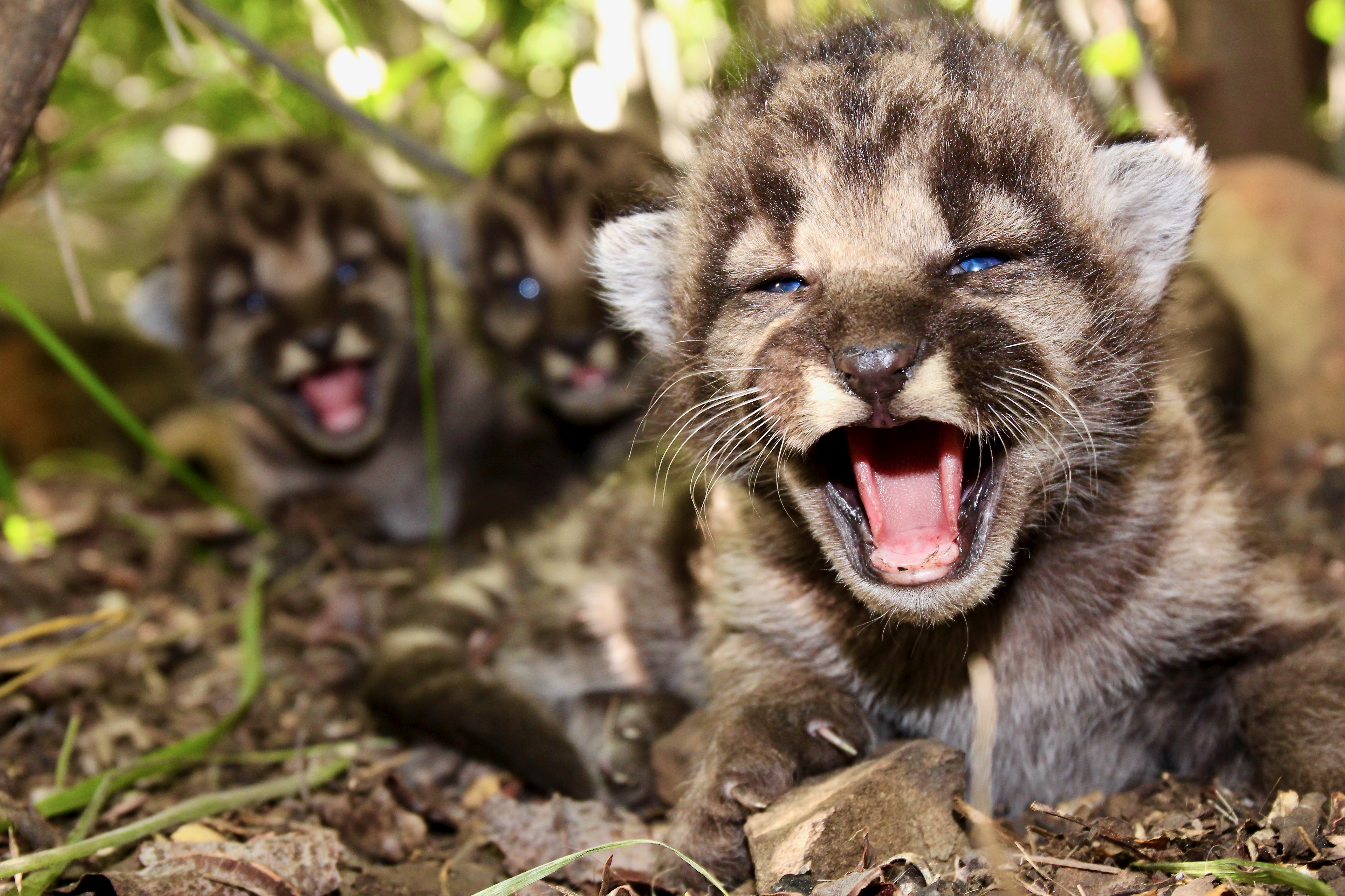 three mountain lion kittens