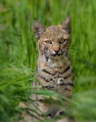 Bobcat