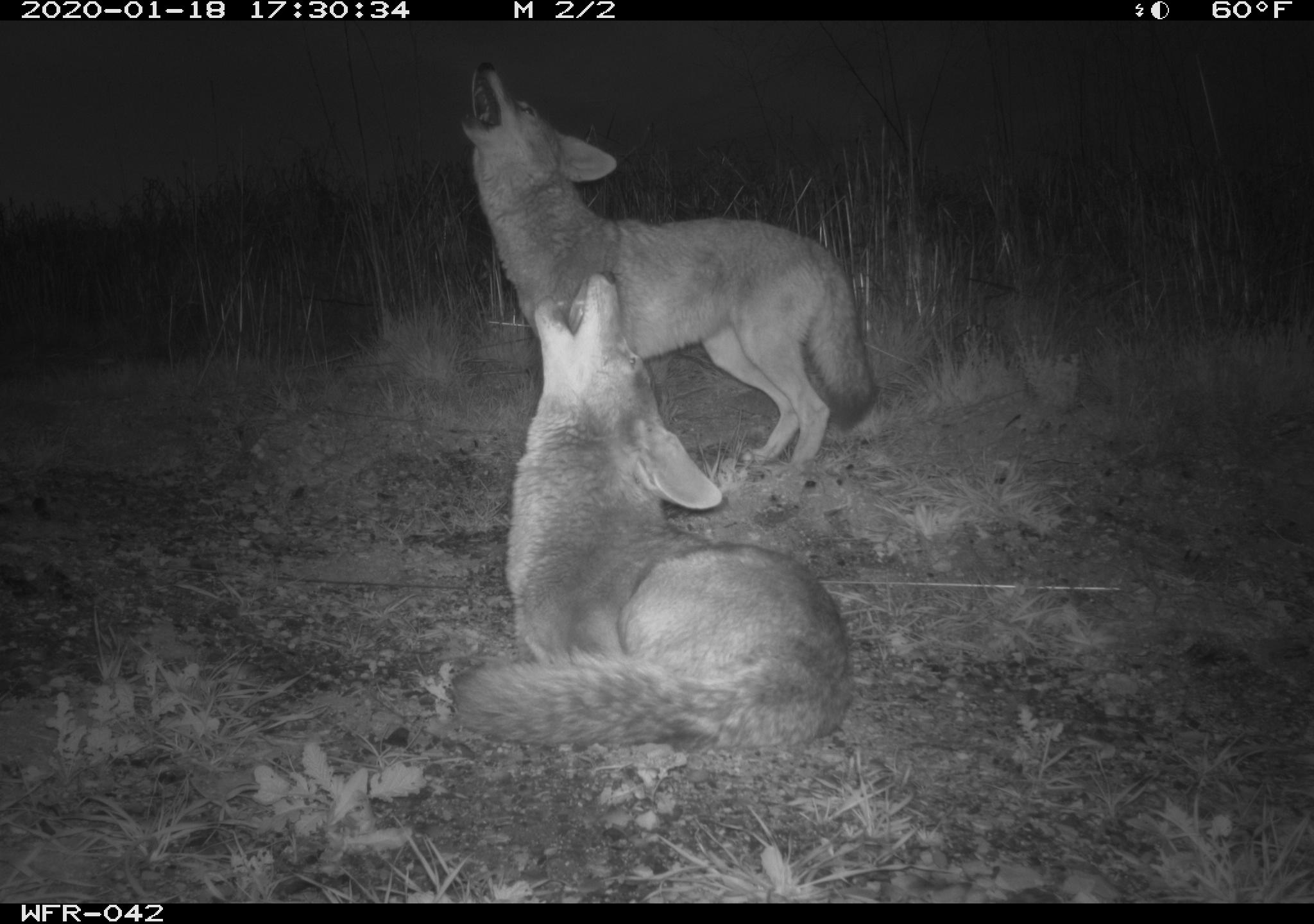 A black and white photo from a wildlife camera show two coyotes howling side by side in the middle of the night.