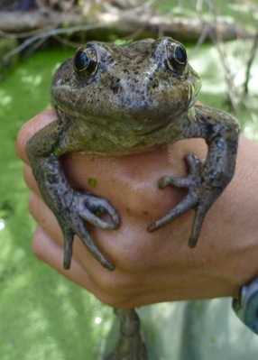 California red-legged frog