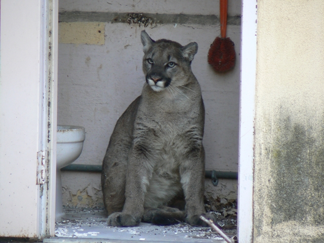 Quot Urban Carnivores Quot Covers Santa Monica Mountains Wildlife