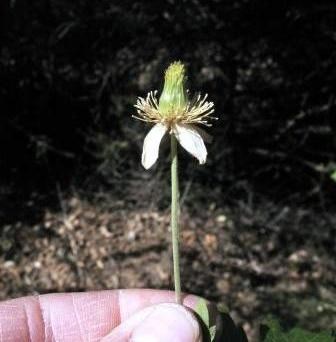 Virgin's Bower (Clematis lasiantha) can be easily over looked in the mountains