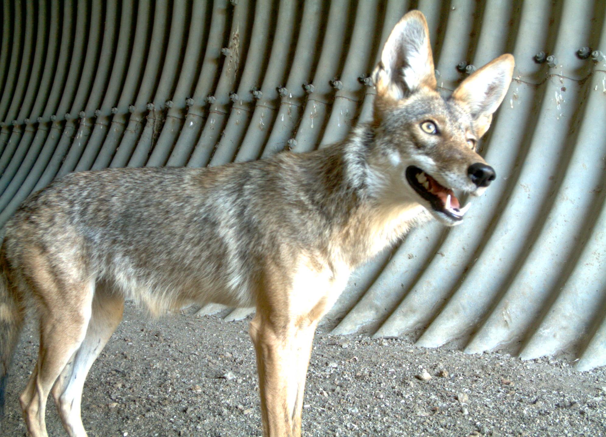 Coyote image captured by a remote wildlife camera used during the SR-23 study.