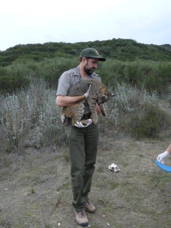 Seth carrying bobcat.