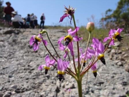 Shooting Star (Dodecatheon clevlandii) are one of the most unique flowers to the Santa Monica Mountains.