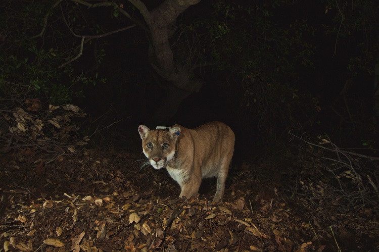 Collared mountain lion P-22 beneath a tree