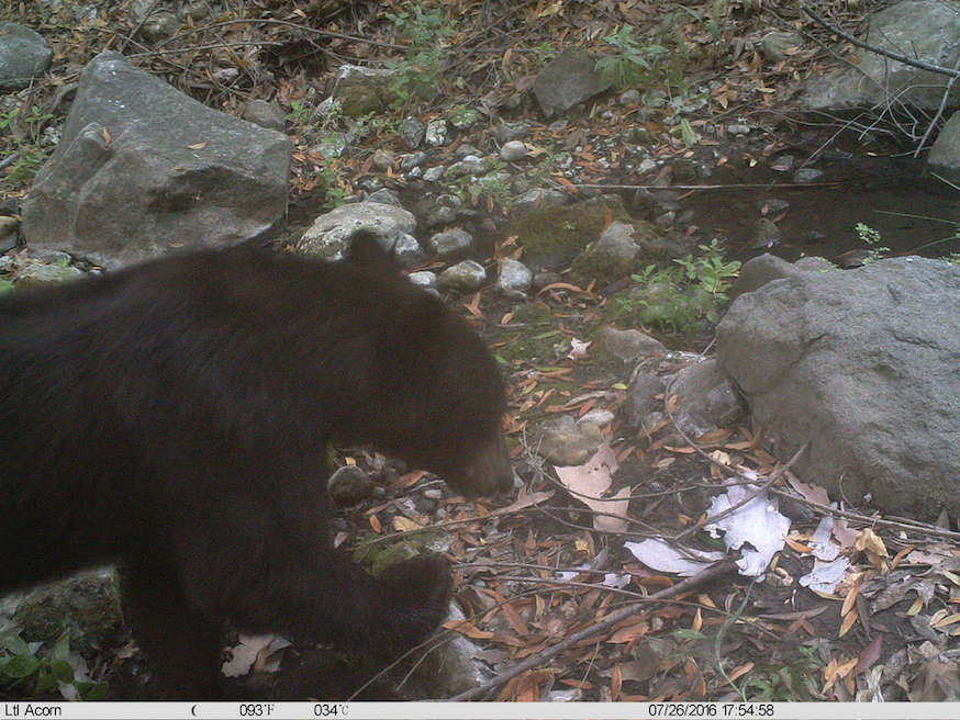 A black bear in Malibu Creek State Park