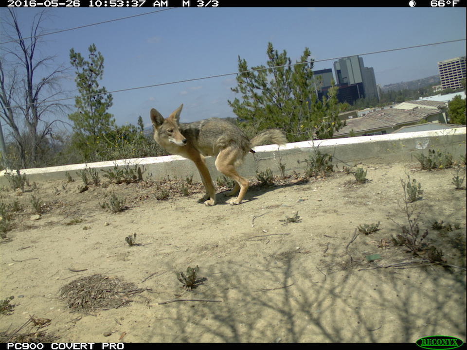 A coyote excretes waste in the western San Fernando Valley of Los Angeles.