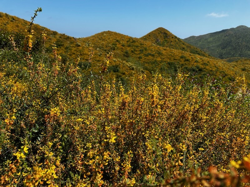 deerweed Field of deerweed