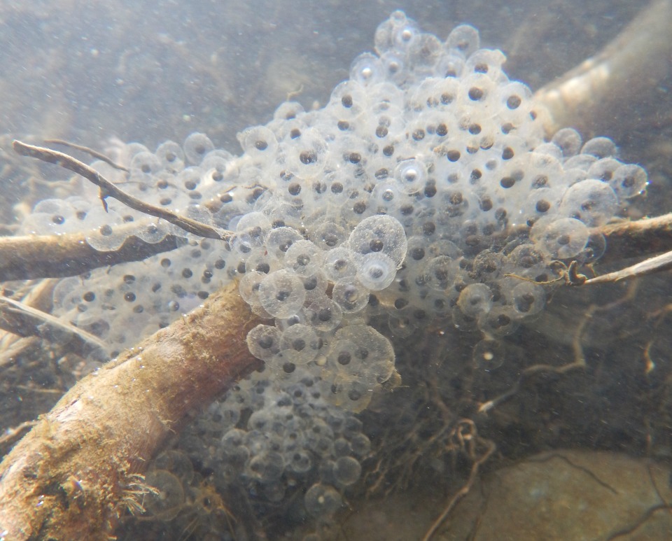 California red-legged frog egg mass