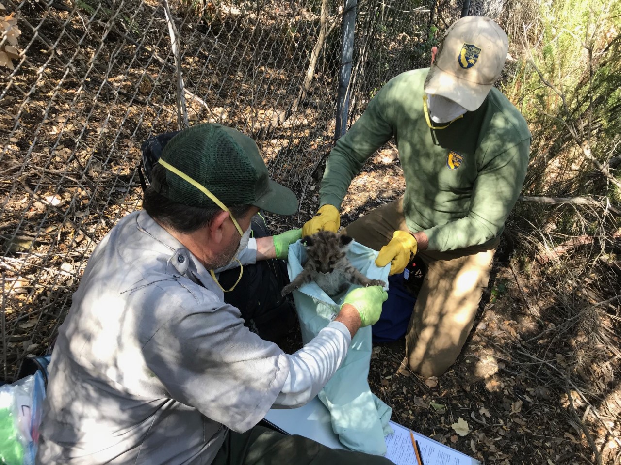 Two biologists - one from the NPS and the other from CDFW - conduct a workup on a mountain lion kitten. Two biologists - one from the NPS and the other from CDFW - conduct a workup on a mountain lion kitten.