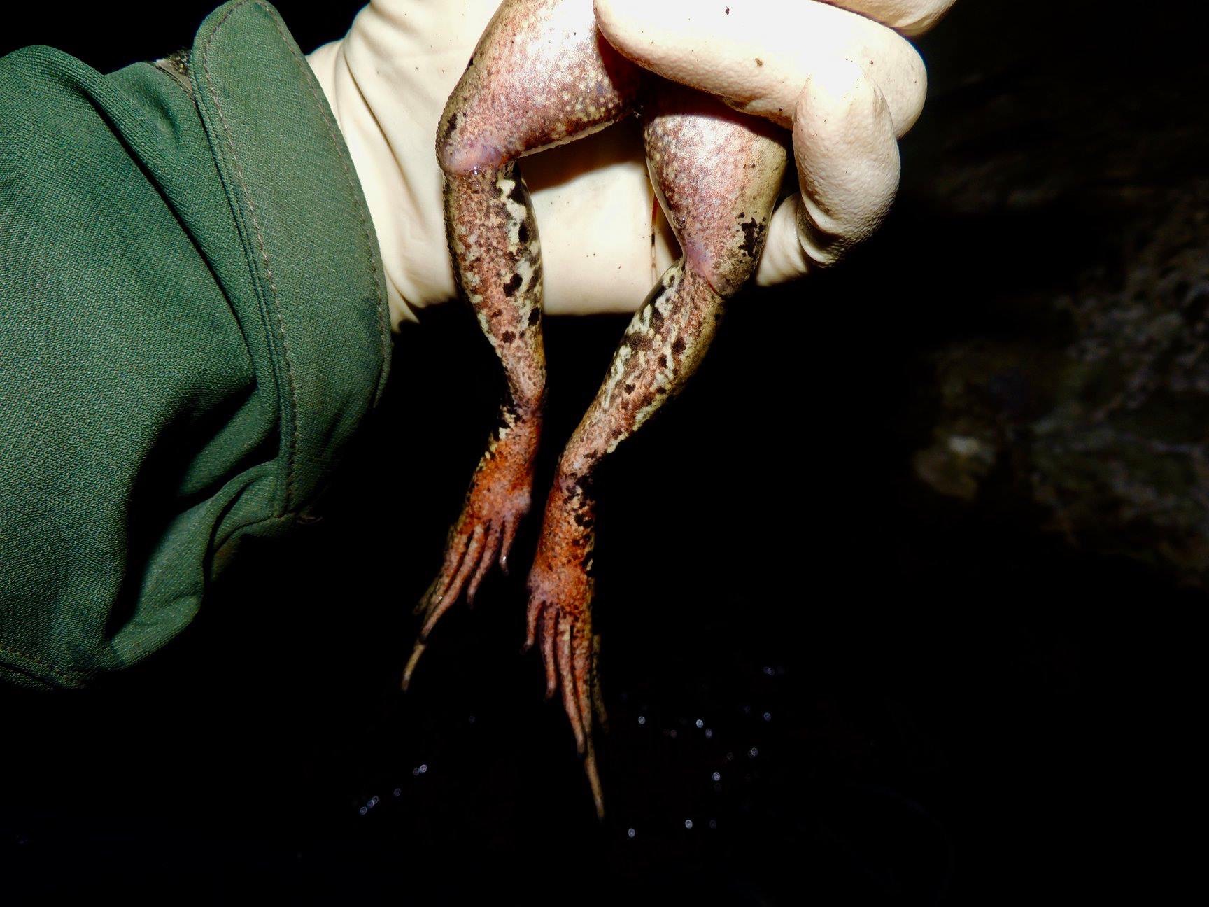 California red-legged frog
