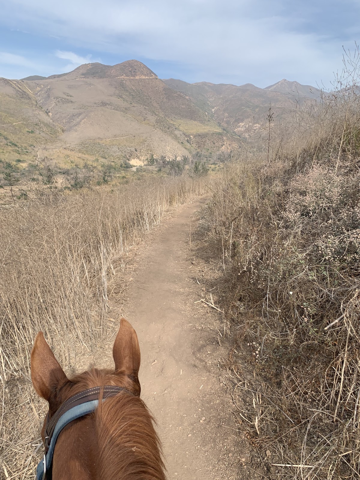 horseheadpic equestrian