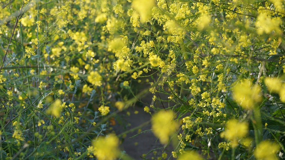 Black mustard that has overrun a trail in Zuma Canyon