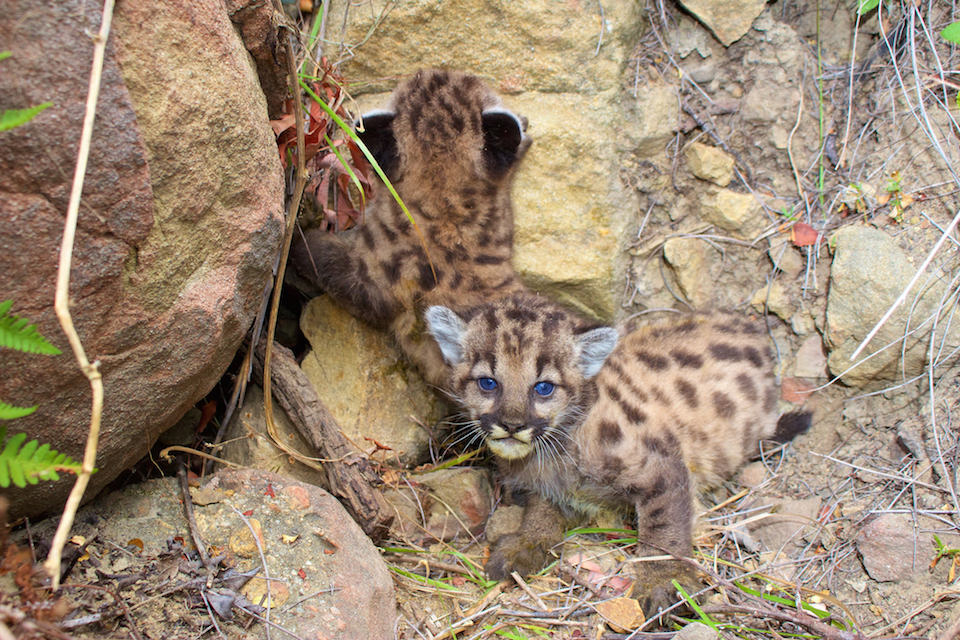 Mountain Lion Kittens P-59 and P-60