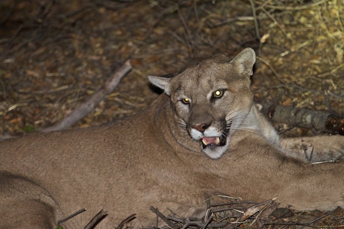 P-45, captured in the Santa Monica Mountains on November 21, was outfitted with a GPS collar and is now being tracked by researchers with the National Park Service. Photo: Courtesy of the National Park Service.